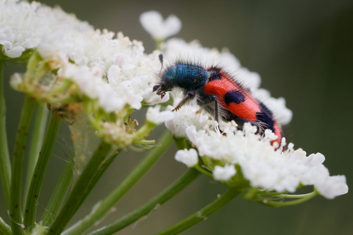 Trichodes alvearius ?
