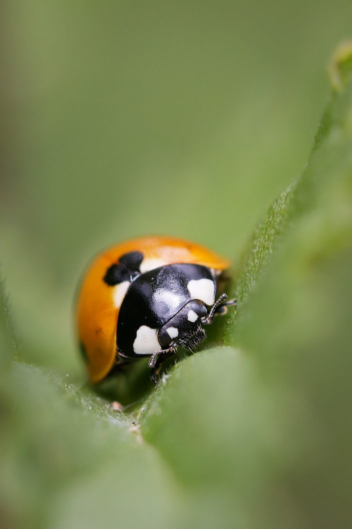 Coccinelle sp