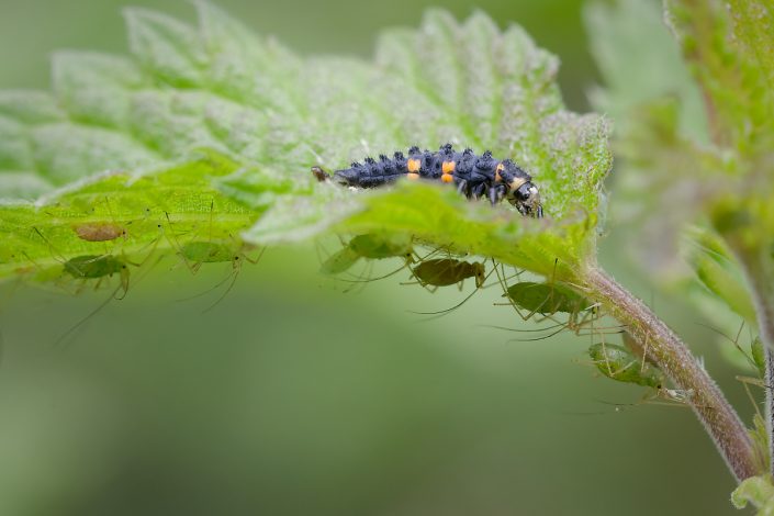 Larve de coccinelle