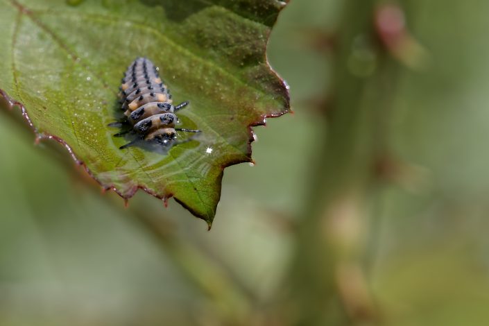 Coccinelle larve