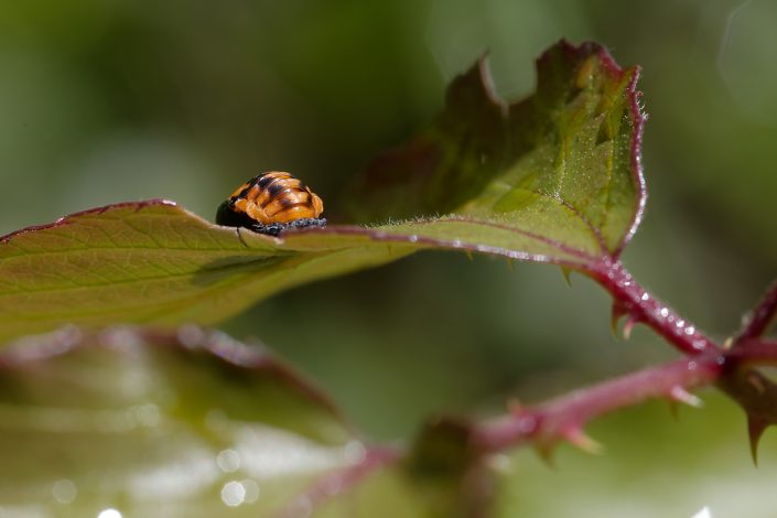 Coccinelle larve