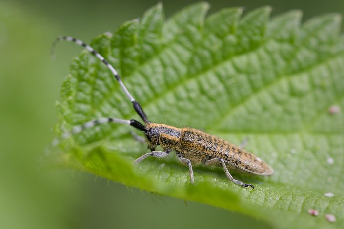 Agapanthie (Agapanthia villosoviridescens)